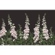 Graham & Brown | Foxglove Bespoke Mural
