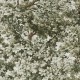 Graham & Brown | Coppice Wallpaper