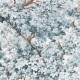 Graham & Brown | Coppice Wallpaper
