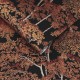 Graham & Brown | Idyll Tree