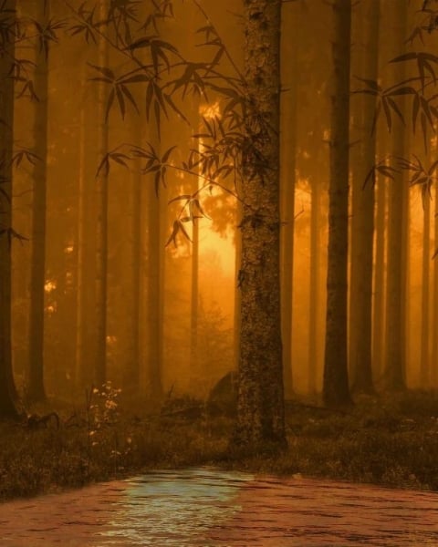 Honpo IM | The Artist | Golden Forest