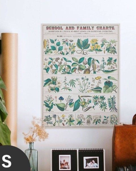 Hattan Art Poster botanical: economically uses of plants / HP-00017