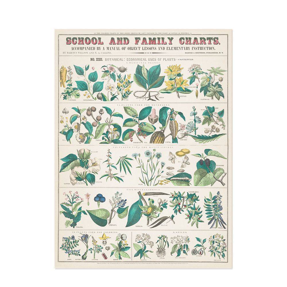 Hattan Art Poster botanical: economically uses of plants / HP-00017