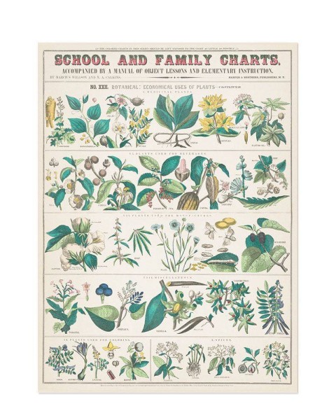 Hattan Art Poster botanical: economically uses of plants / HP-00017