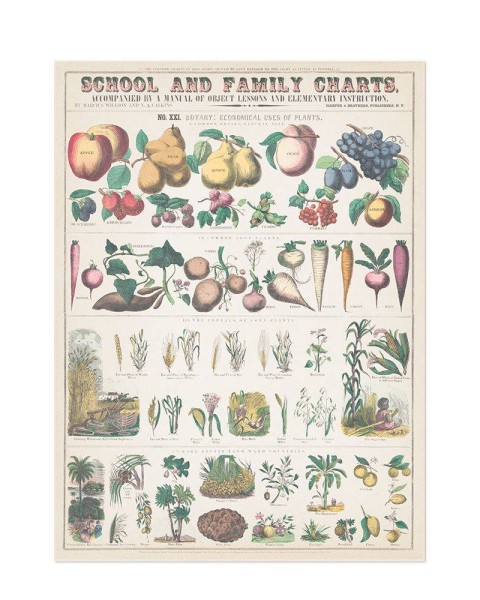 Hattan Art Poster Botanical: economically uses of plants / HP-00018