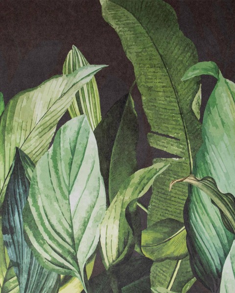 Hohenberger / Tropical Forest Blackberry / 18002
