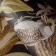 HOHENBERGER | TROPICAL | MOOREA | 26729