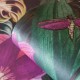 HOHENBERGER / TROPICAL / PALAU / 26744