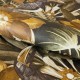 HOHENBERGER / TROPICAL / PALAU / 26746
