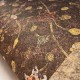 Hohenberger | GMM | Ghir Falcon | 26991-HTM