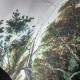 Hohenberger | GMM | Relaxing Forest | 18036-HTM