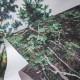 Hohenberger | GMM | Relaxing Forest | 18036-HTM