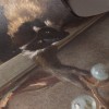 Hohenberger | GMM | Thieving Monkey | 26996-HTM
