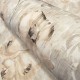 HOHENBERGER | 26916 | PETUNIA APRICOT GREYISH