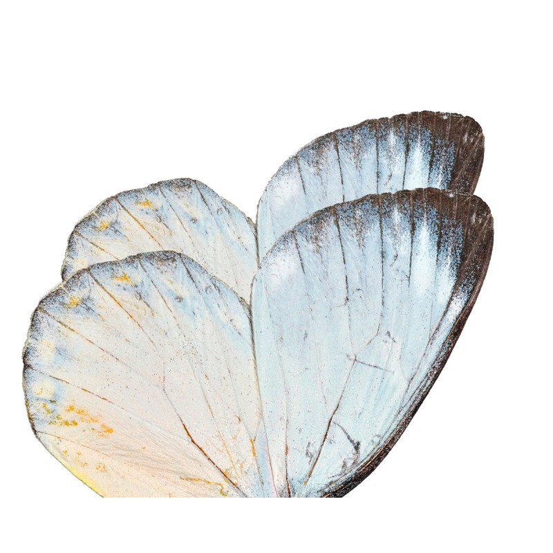 Affreschi & Affreschi | Still Love | SL67