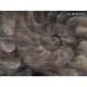 Honpo Craftwall | Fosilium