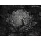 Honpo Craftwall | Gotti