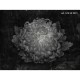 Honpo Craftwall | Gotti