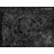 Honpo Craftwall | Incor