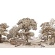 Honpo | In The Wood | HO-0057