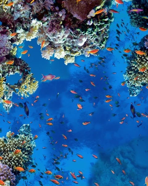 Honpo | Coral Kingdom