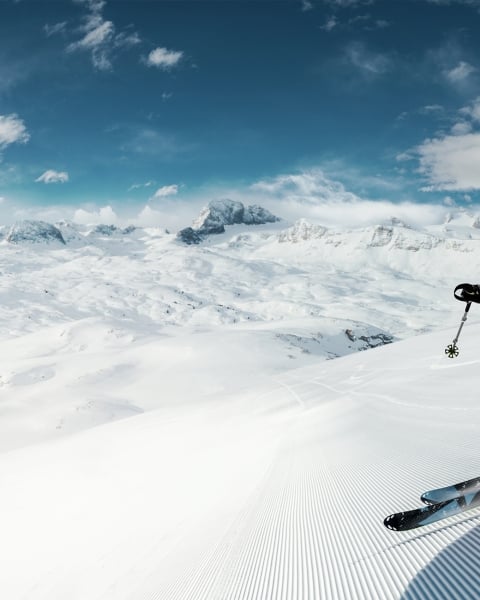 Honpo | Peak Velocity