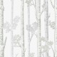 Honpo | Silver Birch Trees | HO-005