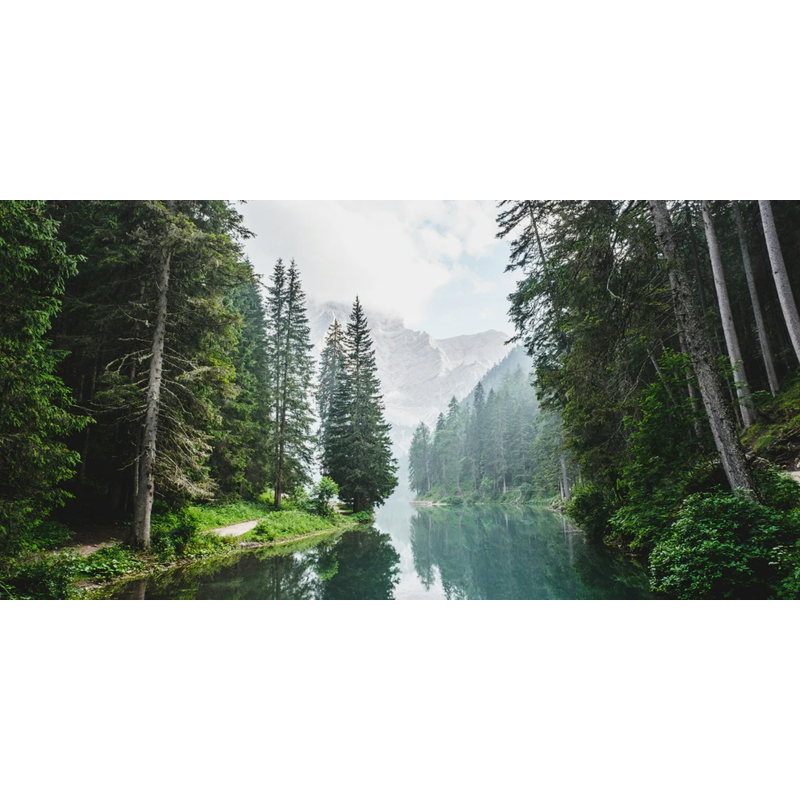 Honpo WP | Clearpine