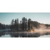 Honpo WP | Mirrorpine