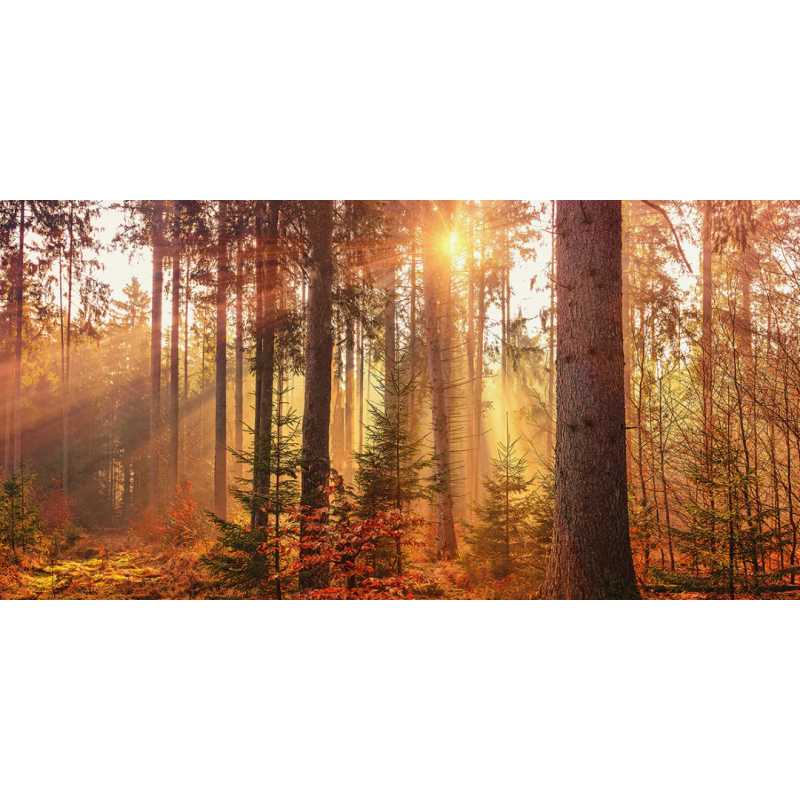 Honpo WP | Sunspire