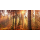 Wild Palace | Sunspire