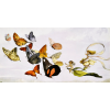 Honpo WP | The Fairy Queen