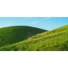 Honpo WP | Greengold
