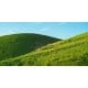 Wild Palace | Greengold
