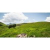 Honpo WP | Summerland