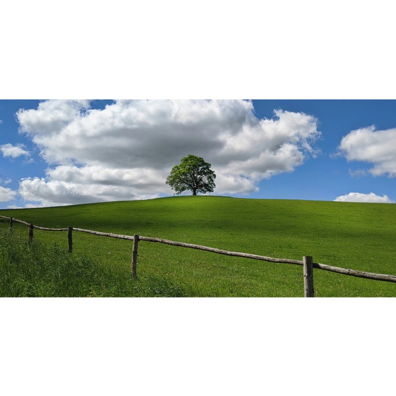 Honpo WP | Hollowhill