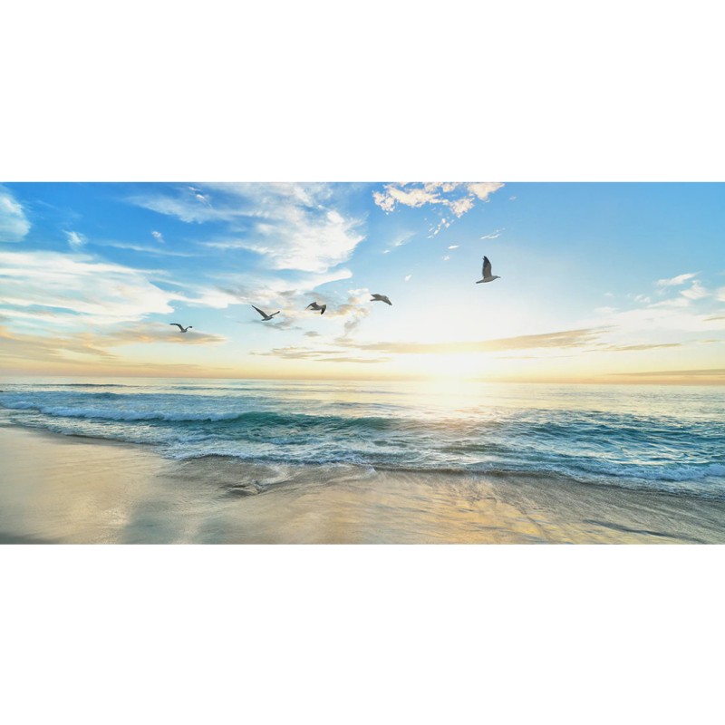 Honpo WP | Seabirds