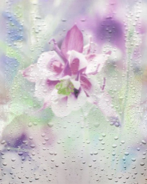 Honpo YL | Through The Rain