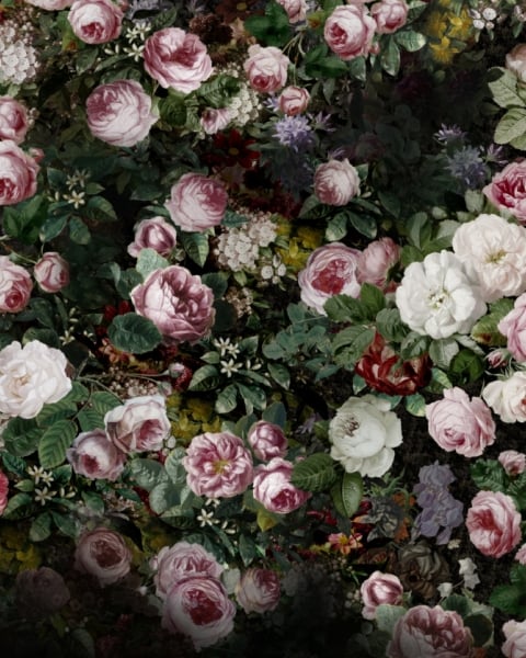 Honpo YL | Rose Nocturne