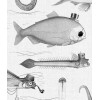 KEK | Dandy Fish
