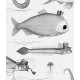 KEK | Dandy Fish