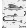 KEK | Dandy Fish