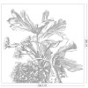 KEK | Engraved Flowers | Design VII