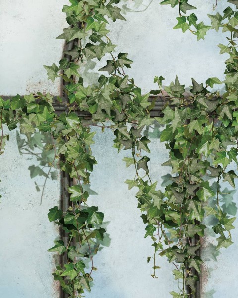 Koziel | Black royal greenhouse covered with ivy | ARCH-LPV057CL