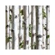 KOZIEL | Young Birches Forest | 8888-154