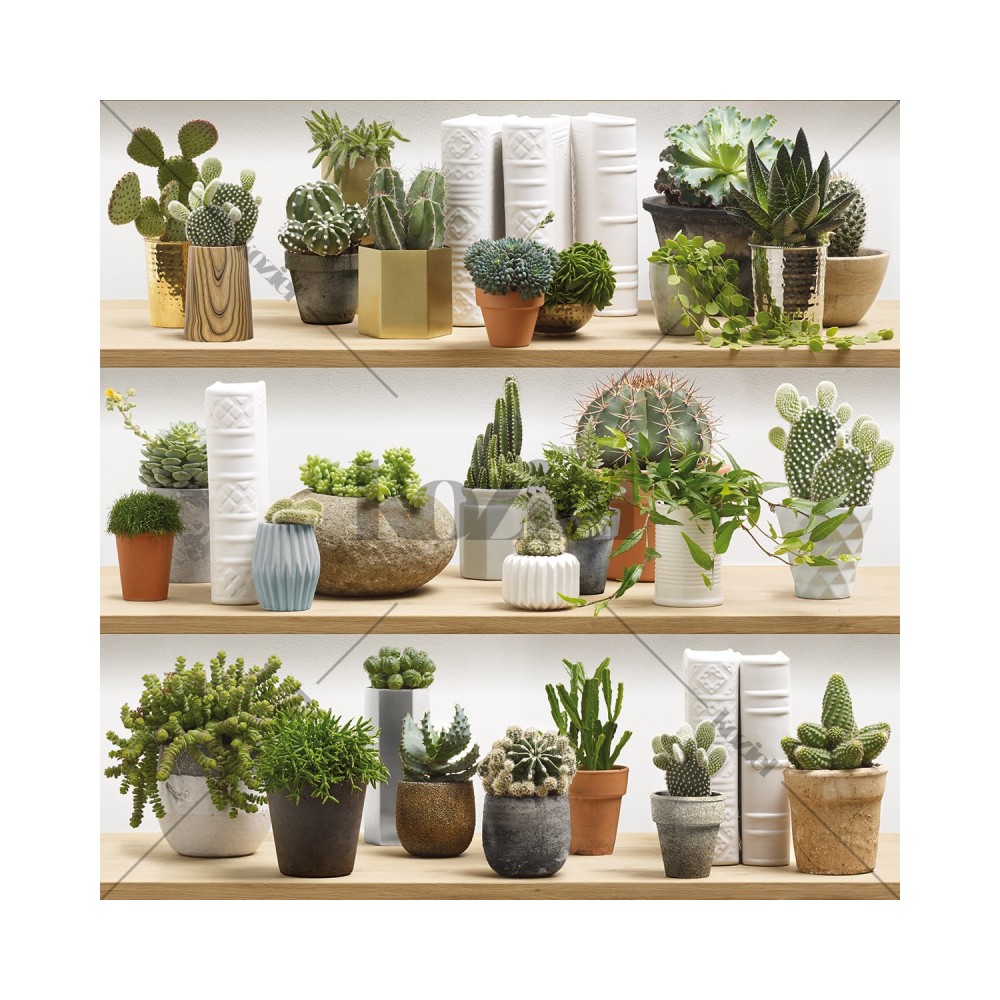 KOZIEL | Stylized Cactus on Shelves | 8888-402