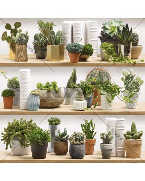 KOZIEL | Stylized Cactus on Shelves | 8888-402