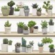 KOZIEL | Stylized Cactus on Shelves #2 | 8888-413