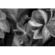 Lusoluxe Imperial | Big Flower Mural II