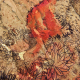 Lusoluxe Imperial | Earthy Forest